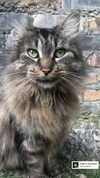 lyra.car Altpins Profile Picture
