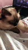 tiny.eviluv Altpins Profile Picture