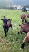 lotembar Altpins Profile Picture