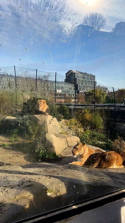 mishel_llll mishel_llll archive video