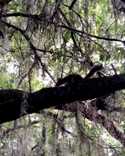 missnyxdawn missnyxdawn archive video