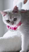 rachelchaleff Altpins Profile Picture