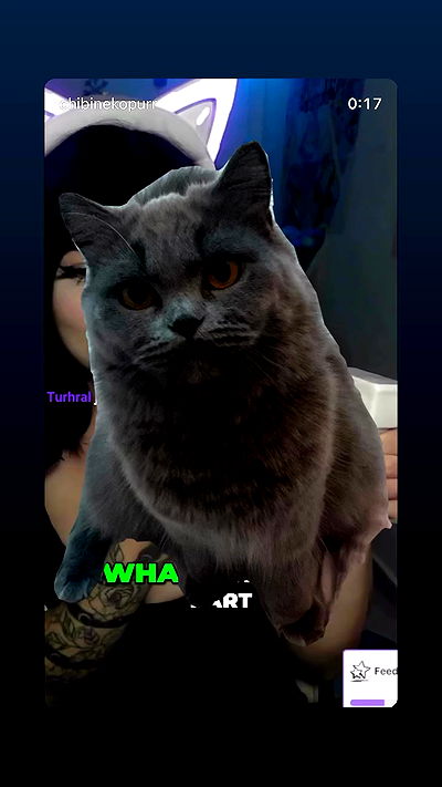 chibinekopurr chibinekopurr archive video