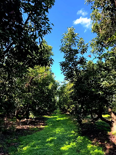 iambohema.v2 iambohema.v2 archive video