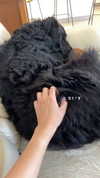 __yaheli_ Altpins Profile Picture