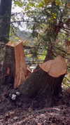 elizabethcampbelljones Altpins Profile Picture