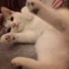 erokochiba Altpins Profile Picture