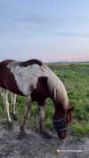 mishel_d_ Altpins Profile Picture