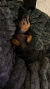 xunniexoo Altpins Profile Picture