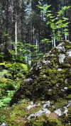 lotembar Altpins Profile Picture