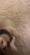 elizabethcampbelljones Altpins Profile Picture