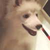 erokochiba Altpins Profile Picture