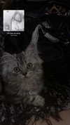 urbabij Altpins Profile Picture