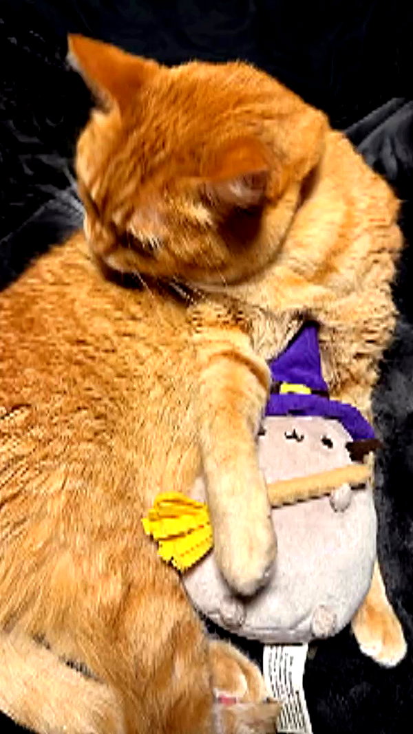 butter.on.a.poptart69 archive video preview