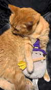 butter.on.a.poptart69 Altpins Profile Picture