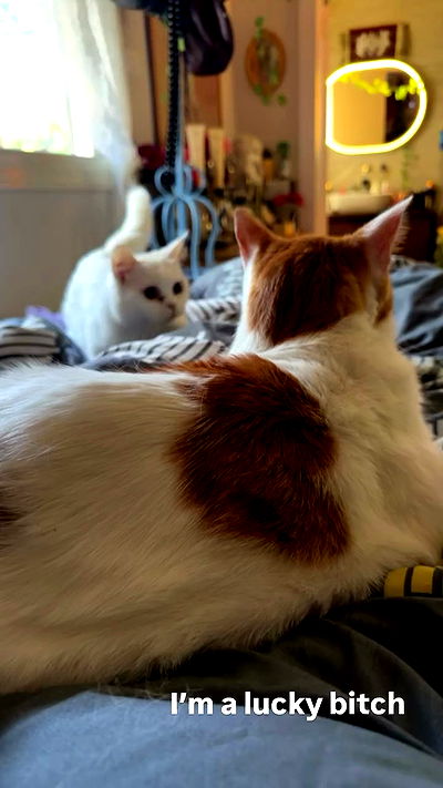 strawberryshanz strawberryshanz archive video