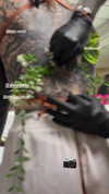 darkstar_mia Altpins Profile Picture
