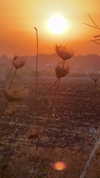 mishel_d_ Altpins Profile Picture