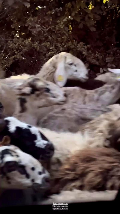 taylor.creeden taylor.creeden archive video