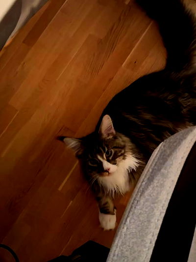 silkton silkton archive video