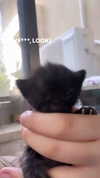 evasela__ Altpins Profile Picture