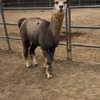 ellianawalmsley Altpins Profile Picture