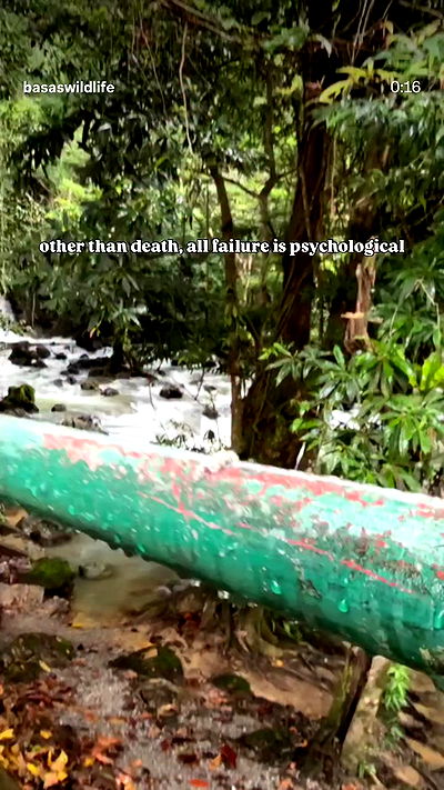 chibinekopurr chibinekopurr archive video