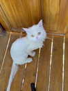 barbie_vampi Altpins Profile Picture