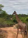 vasilinskiy Altpins Profile Picture