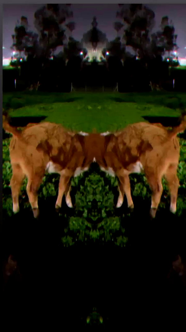 osher_yakir archive video preview
