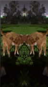 osher_yakir Altpins Profile Picture