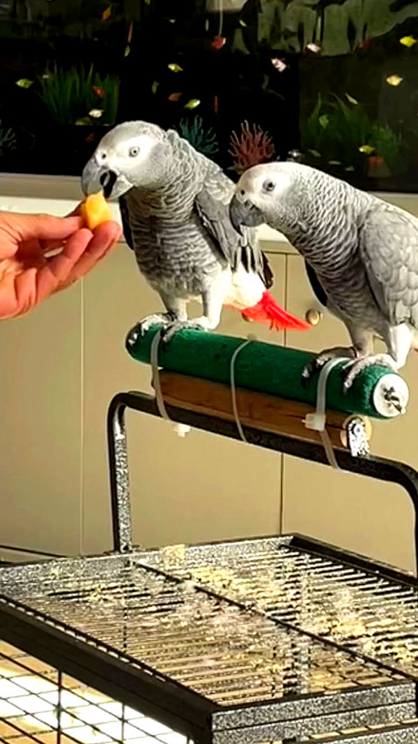 electrixjuggle archive video preview