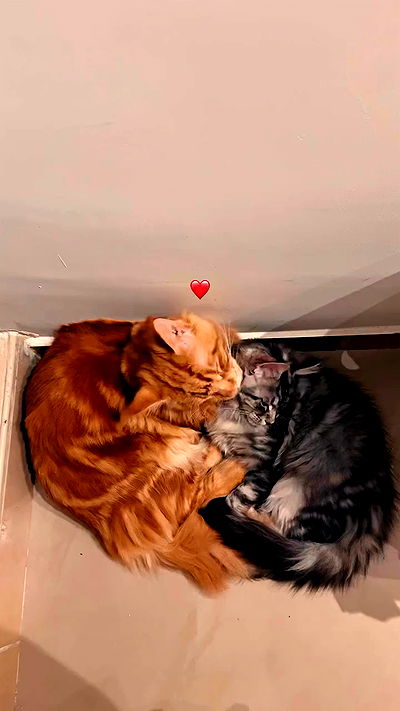 littlelital_ littlelital_ archive video