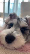 miisu000 Altpins Profile Picture
