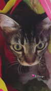evasela__ Altpins Profile Picture