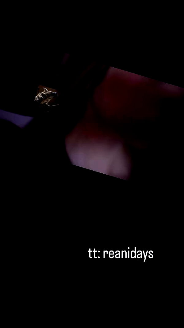 reanidays.cos archive video preview