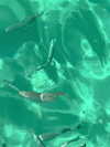 annazak12 Altpins Profile Picture