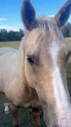 elizabethcampbelljones Altpins Profile Picture