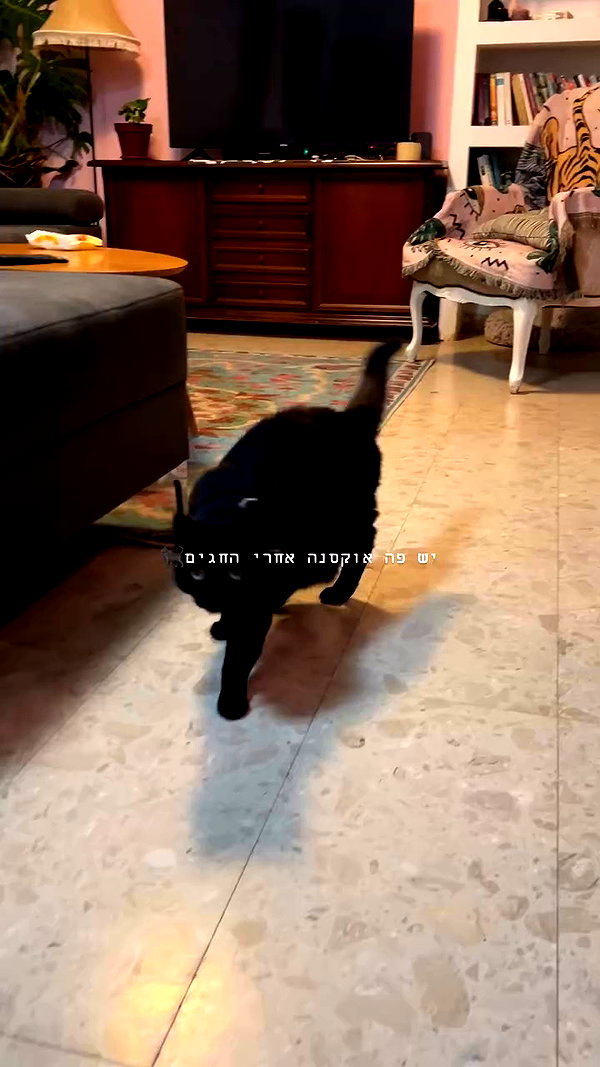 sonia_kalabin archive video preview