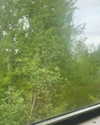 _dead__cherry_ Altpins Profile Picture