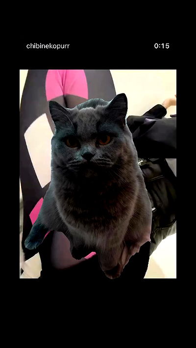 chibinekopurr chibinekopurr archive video