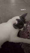 lera.genadenik Altpins Profile Picture