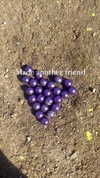elizabethcampbelljones Altpins Profile Picture