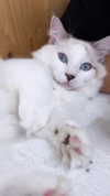 elsgatti Altpins Profile Picture