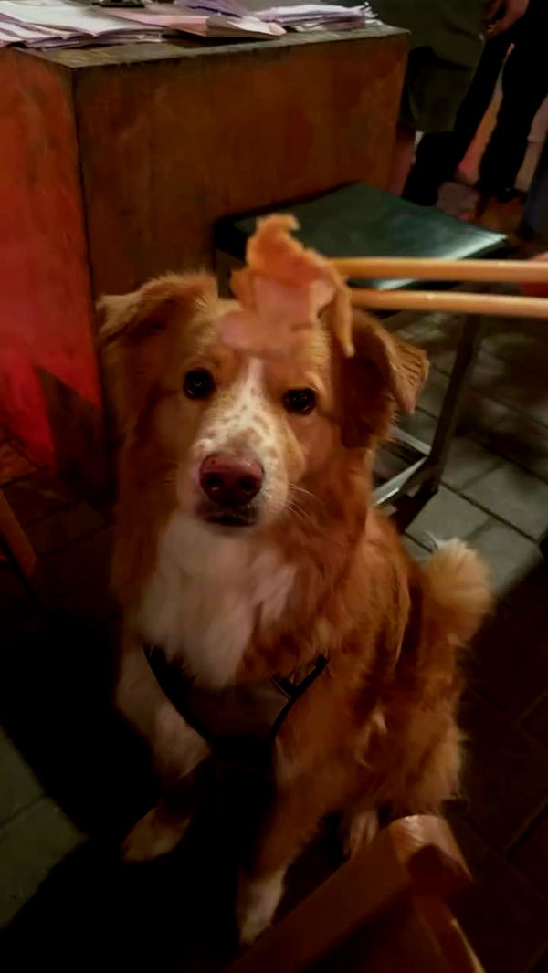 biton__adi archive video preview