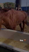 _stella_shani_ Altpins Profile Picture