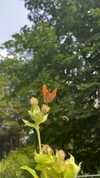 lotembar Altpins Profile Picture