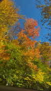 karin_orhov Altpins Profile Picture
