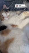 eitan.420 Altpins Profile Picture