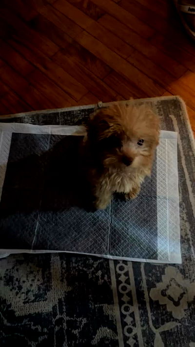 eliya.ho eliya.ho archive video